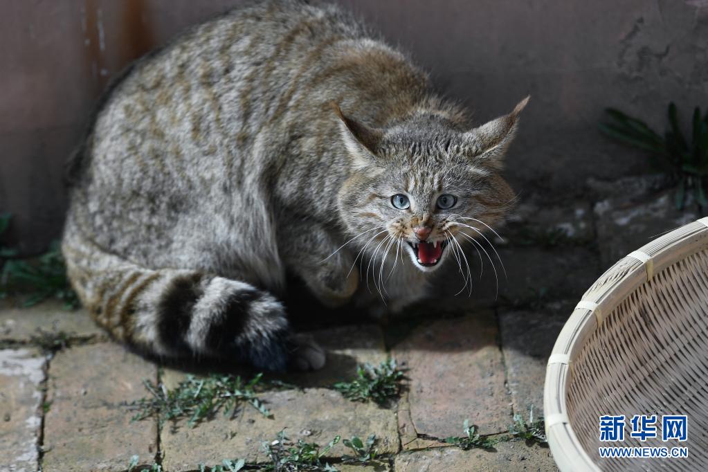 西宁野生动物园人工救助荒漠猫亮相