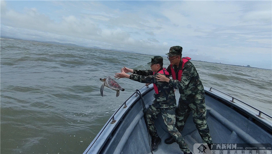 防城港海警局联合驻地群众救助搁浅海龟13