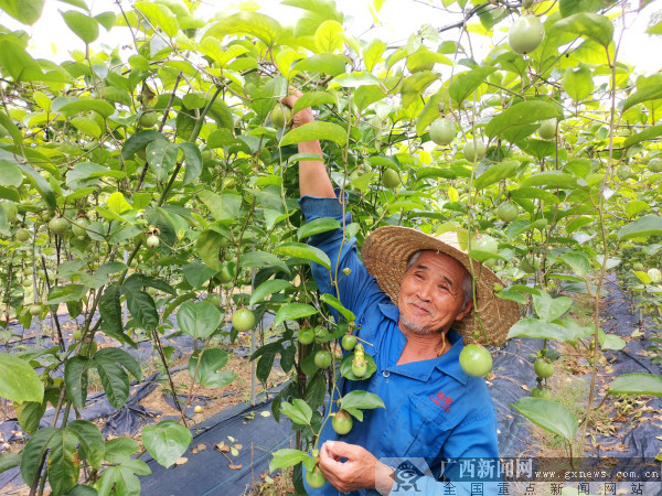 种植户在采摘成熟的百香果.广西新闻网通讯员 卢娅 摄