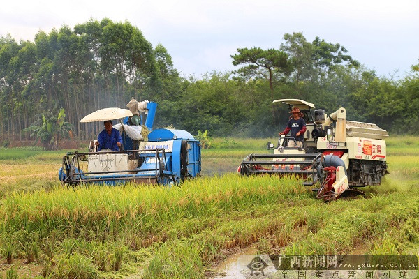 富发农机专业合作社水稻示范基地进行机械化收割现场.
