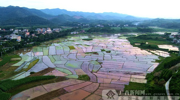 员 韦世仙 凌文芳)7月27日,防城港市上思县那琴乡龙楼村的田间地头