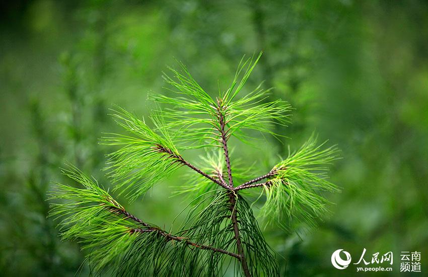 "极度濒危"物种巧家五针松种群规模大幅增加