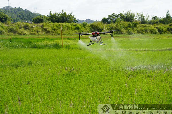 无人机精准的喷洒农药到水稻上面.广西新闻网通讯员 钟文 摄