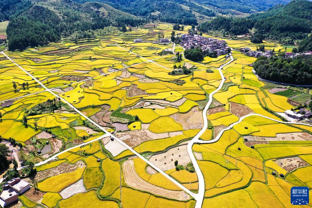 丰收的田野 (3)
