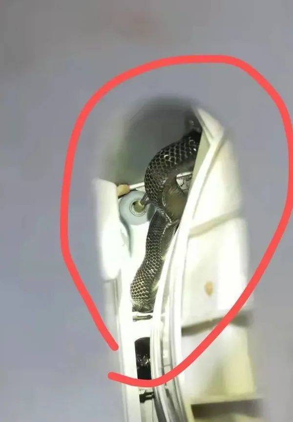 蛇是怎么爬到洗衣机的 84580221ccd6db51caa8716764d8d40c.jpg