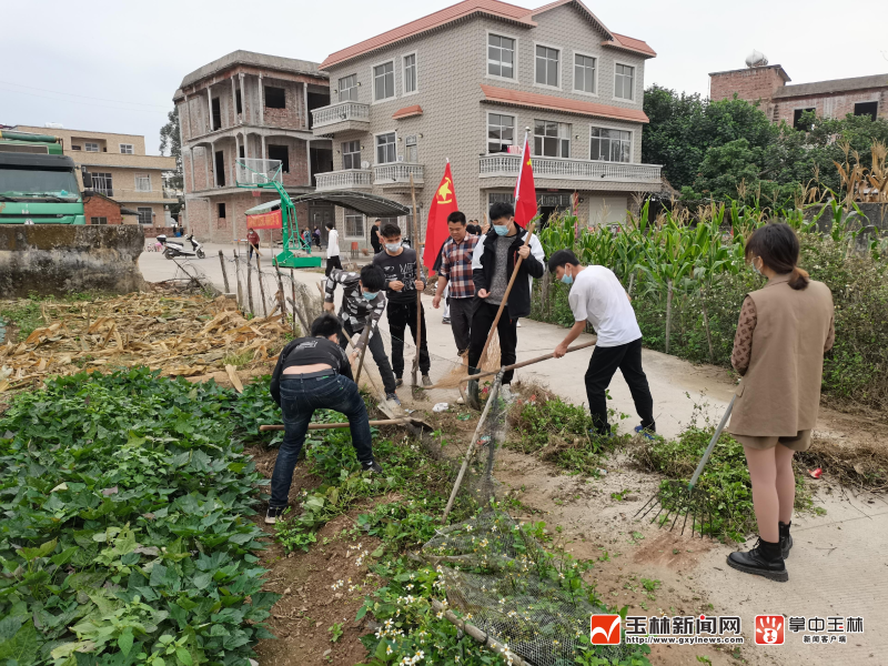 博白龙潭镇返乡大学生助力乡村振兴掠影|手机广西网