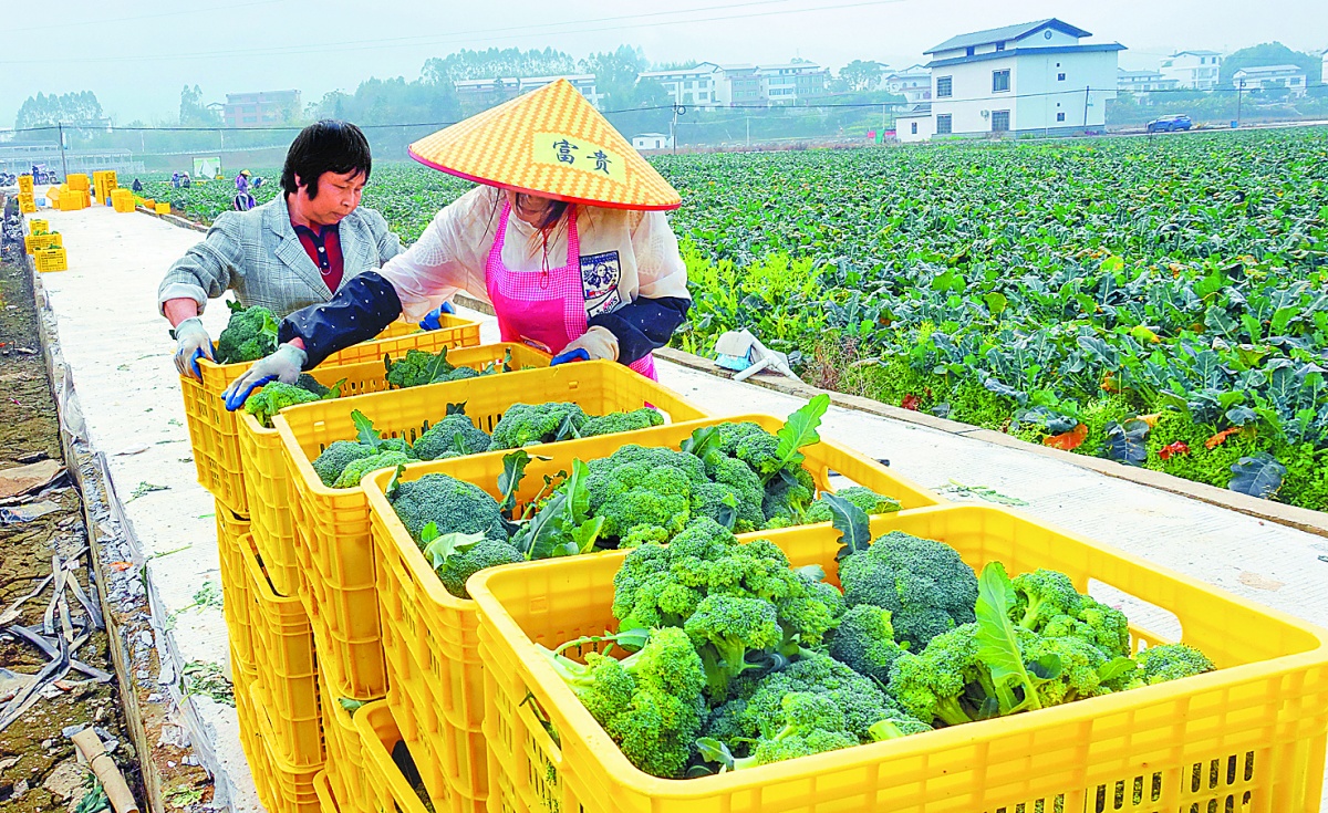 果蔬飘香(图2)