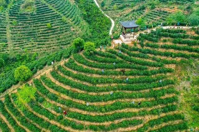 社情民意｜拟定可连接策略 兴盛巨大茯茶财富