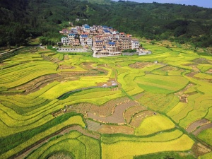 罗城12万亩早稻进入夏收时节 田园风光美如画(图)