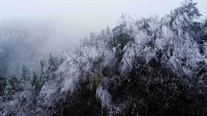 高清:融安縣高寒山區出現霧凇景觀