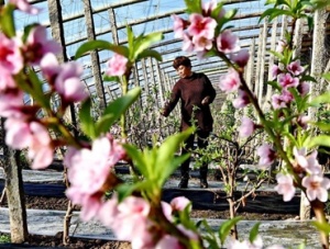 河北乐亭：数九寒天桃花争艳