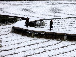 柳州市区雨夹雪 北部三县银装素裹多家景区暂关闭