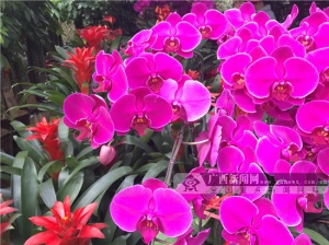 10 ÄÏÄþ»¨ÊÐÄļÒÇ¿£¿ÄêÏü»¨¹ºÖù¥ÂÔ´ó·ÅËÍ(×éͼ)