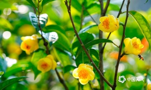 高清组图：钦州鸟语花香 “国宝”金花茶盛开