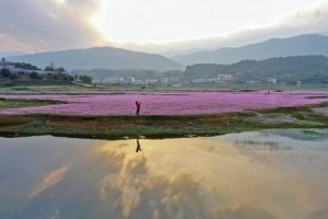 桂林市灵川县青狮潭库区近万亩紫云英尽情怒放