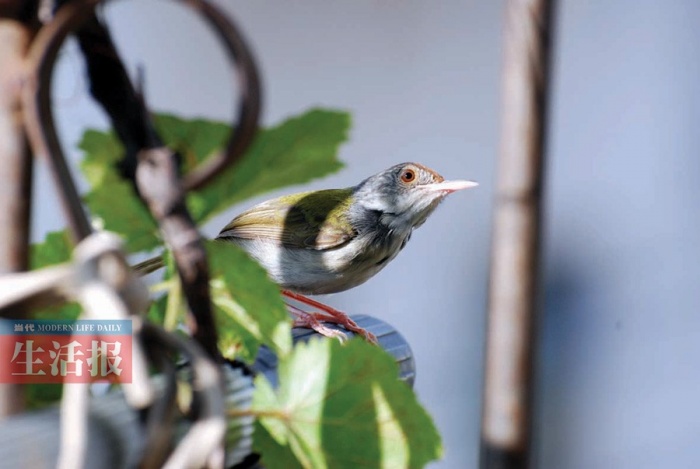 8種鳥有南寧