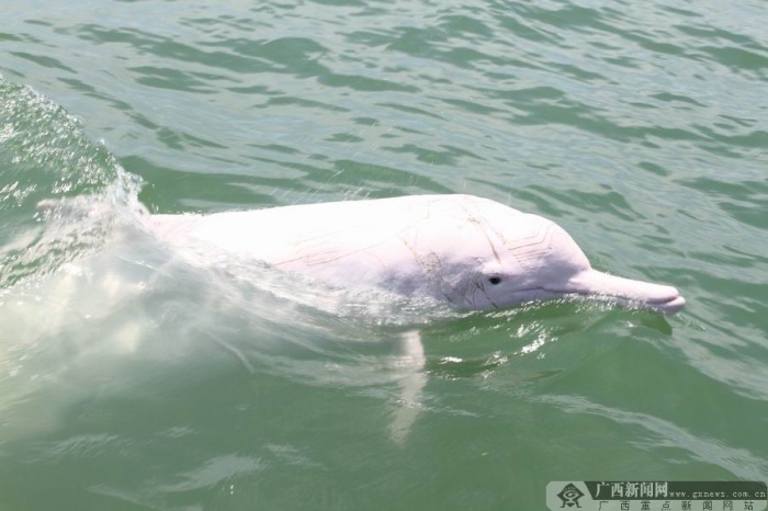 ���ݣ������������Ϲ��������