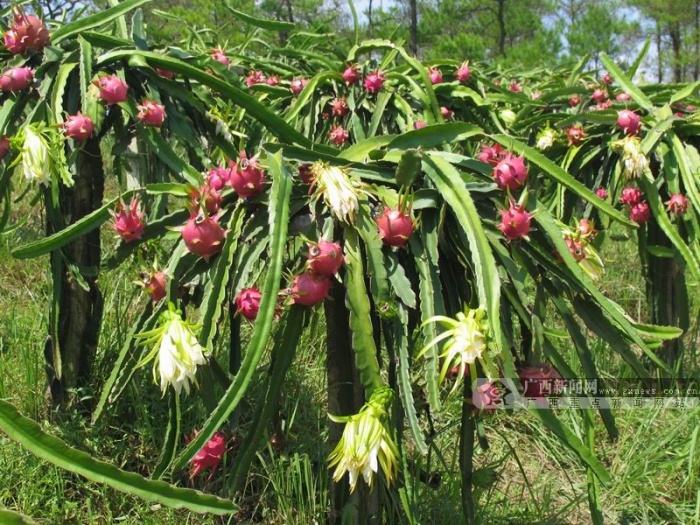 ��һȥ�Ķ���2014������������֮��ũҵ�۹�