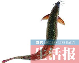 一条优质母泥鳅一年繁殖四次的话,可以达到几百元的收益.