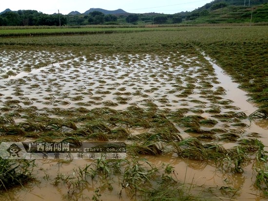 广西洪涝灾害已致1478万人受灾 1人死亡2人失踪(图)