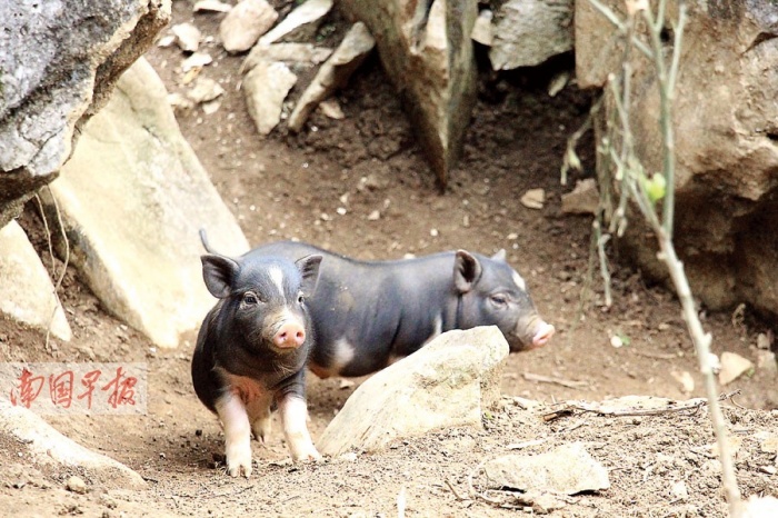 数十年前,因商品猪"入侵",这种饲养一年仅能长到20多公斤的"石猪"退出