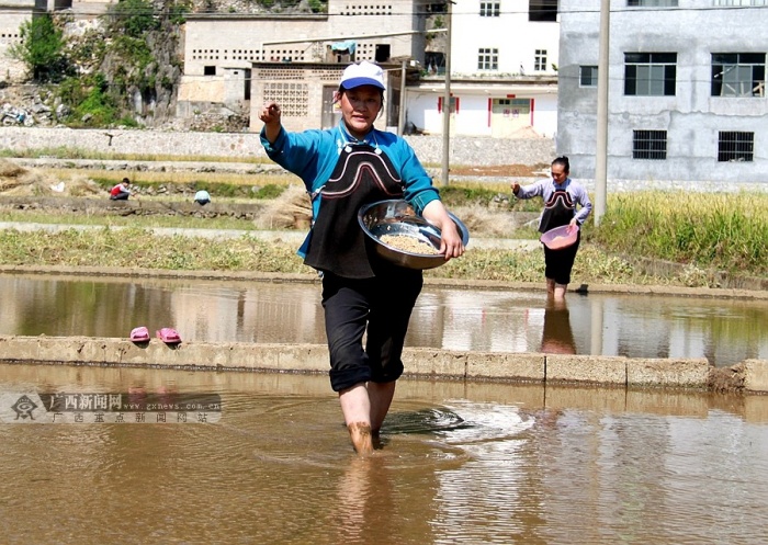 高清隆林高山汉族演绎高山蓝延续中原唐装美514