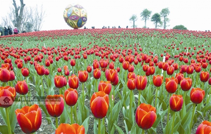 高清:生态花园绚丽龙城 好客柳州人邀您去观花海(5/8)