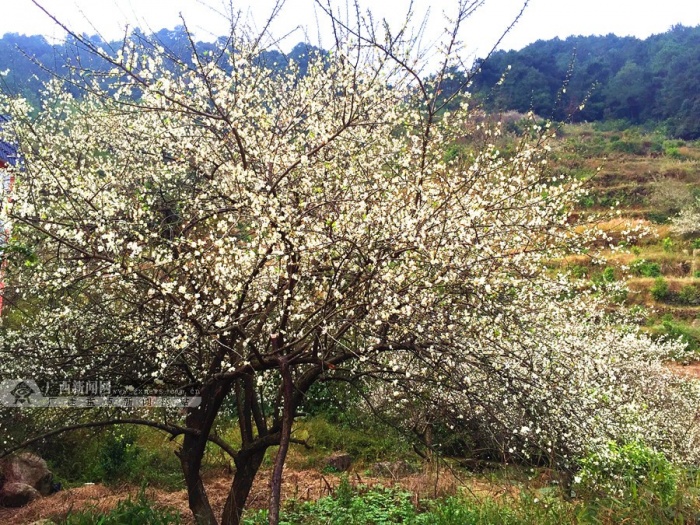 广西也有赏梅处宾阳陈平镇16日举办梅花旅游节38