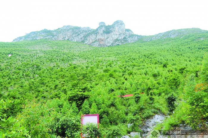 造林绿化,既能保持水土_贵州龙里水土保持科技示范园_贵州龙里龙凤园电话