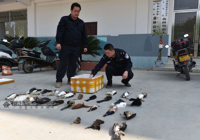 罗城破非法猎捕候鸟案 收缴盗猎所得候鸟43只(图) (1/2)