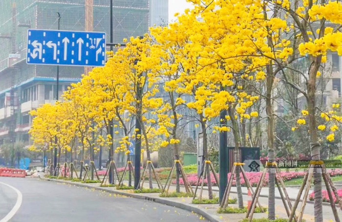 近日,南宁市多地种植的黄花风铃木绚烂盛放.广西新闻网记者 廖志荣摄