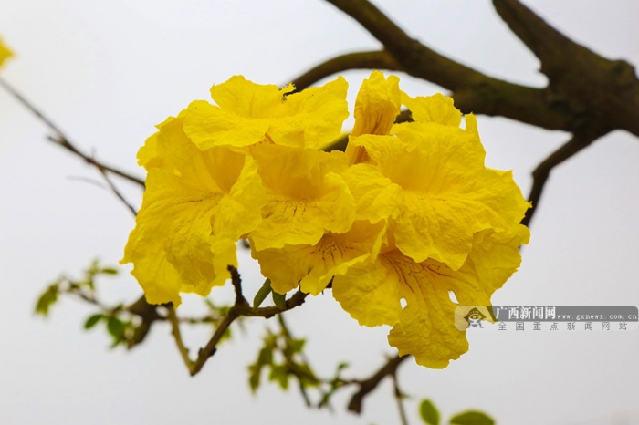 黄花风铃邕城怒放 满城尽带"黄金甲"(组图)-广西新闻图集