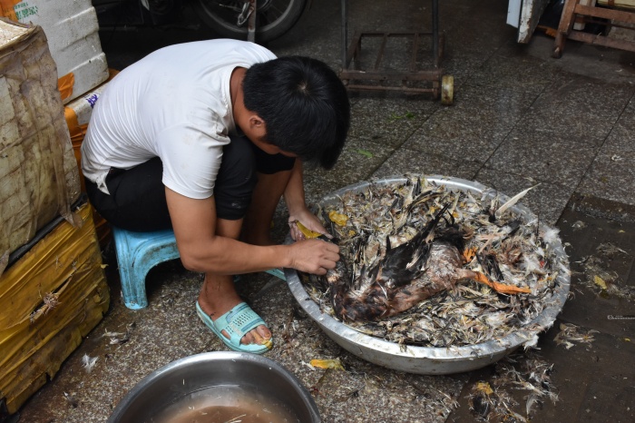 高清图集:中元节鸭子热销 邕城市民买鸭忙(5/8)