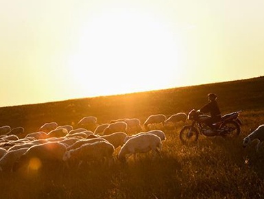 ��ԭ��ɫ��