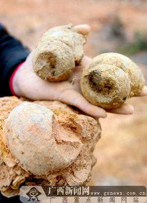 南宁三塘发现5000万年前的螺化石(图)