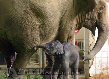 母象生下"小千金" 春节南宁动物园喜添象宝宝