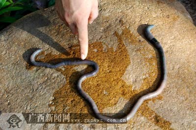 "像蛇一样的蚯蚓".梁富盈摄