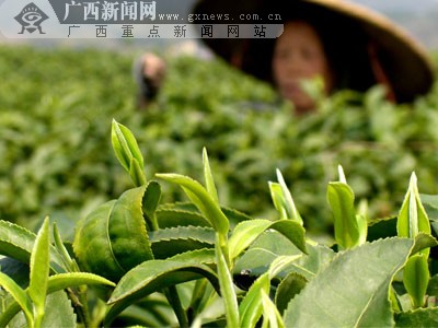 昭平:春风暖人间 万亩春茶采摘忙-广西新闻网