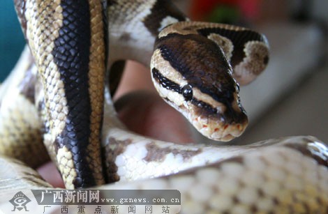 登峰报道登山第一美不安份罗妈妈嫁女心切