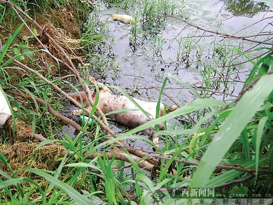 养猪场把死猪丢进鱼塘喂鱼 卫生部门称易传播疾病