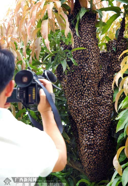 [原创]罕见排蜂群现身广西上思 高约1.2米(图)