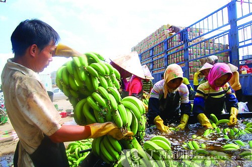 广西香蕉丰收但遭遇销售寒流 价低难卖蕉农急