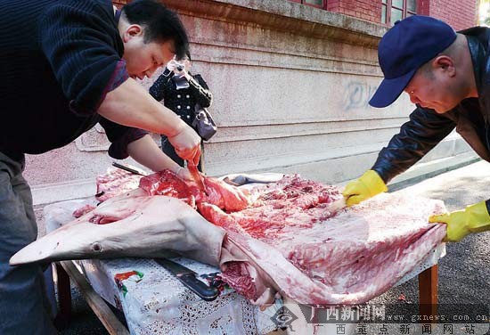 广西自然博物馆解剖侧条真鲨做标本 剖出16条小鲨