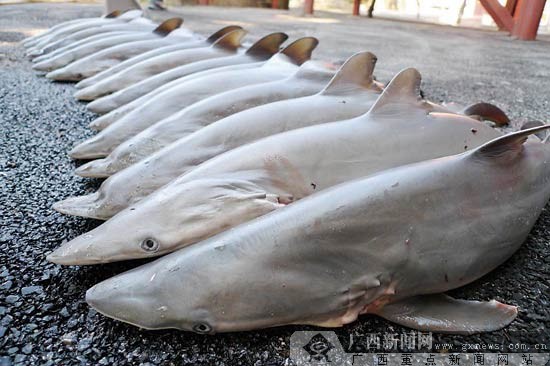 广西自然博物馆解剖侧条真鲨做标本 剖出16条小鲨