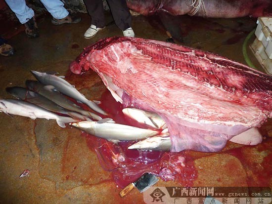 从母鲨肚子剖出16条小鲨.张伟摄
