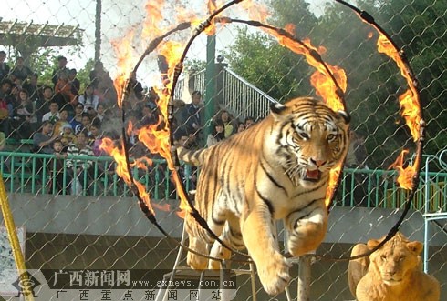 猛虎钻火圈.广西新闻网通讯员 黄德和供图