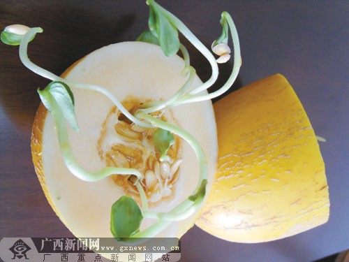 奇特哈密瓜瓤内长绿芽 众人被"雷"无人敢动口(图)