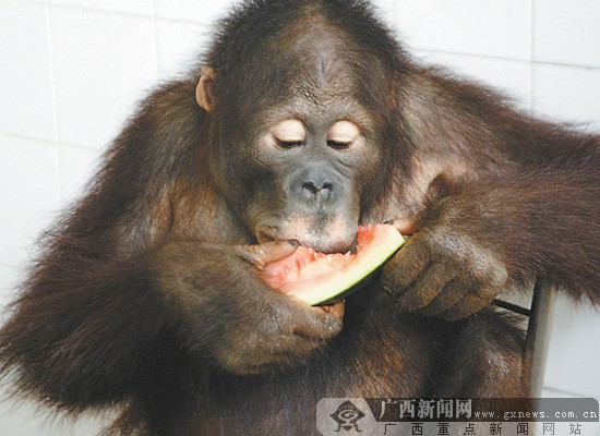 南宁动物园为动物避暑降温 红毛猩猩吹空调吃西瓜