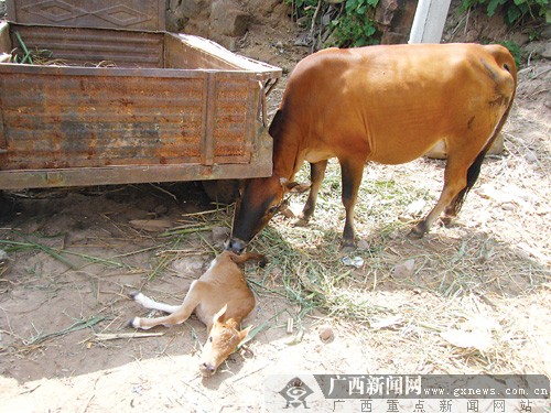 初生牛犊只有两条腿专家称是胚胎畸形非常罕见