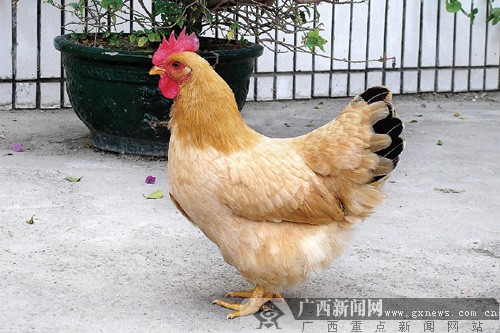 广西名鸡"开会" 6个特优品种专家一一告诉你(图)